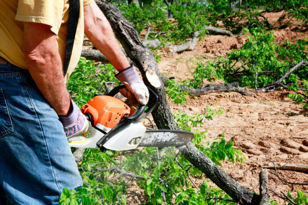 Best Lawn Renovation and Restoration  in Lowell, MA